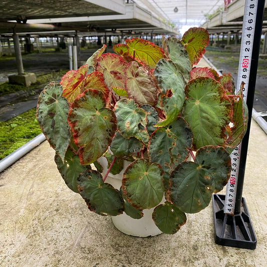農場散策販売会　No.28068　根茎性ベゴニア　ブルキリィ♀　6号おすすめ白ポット