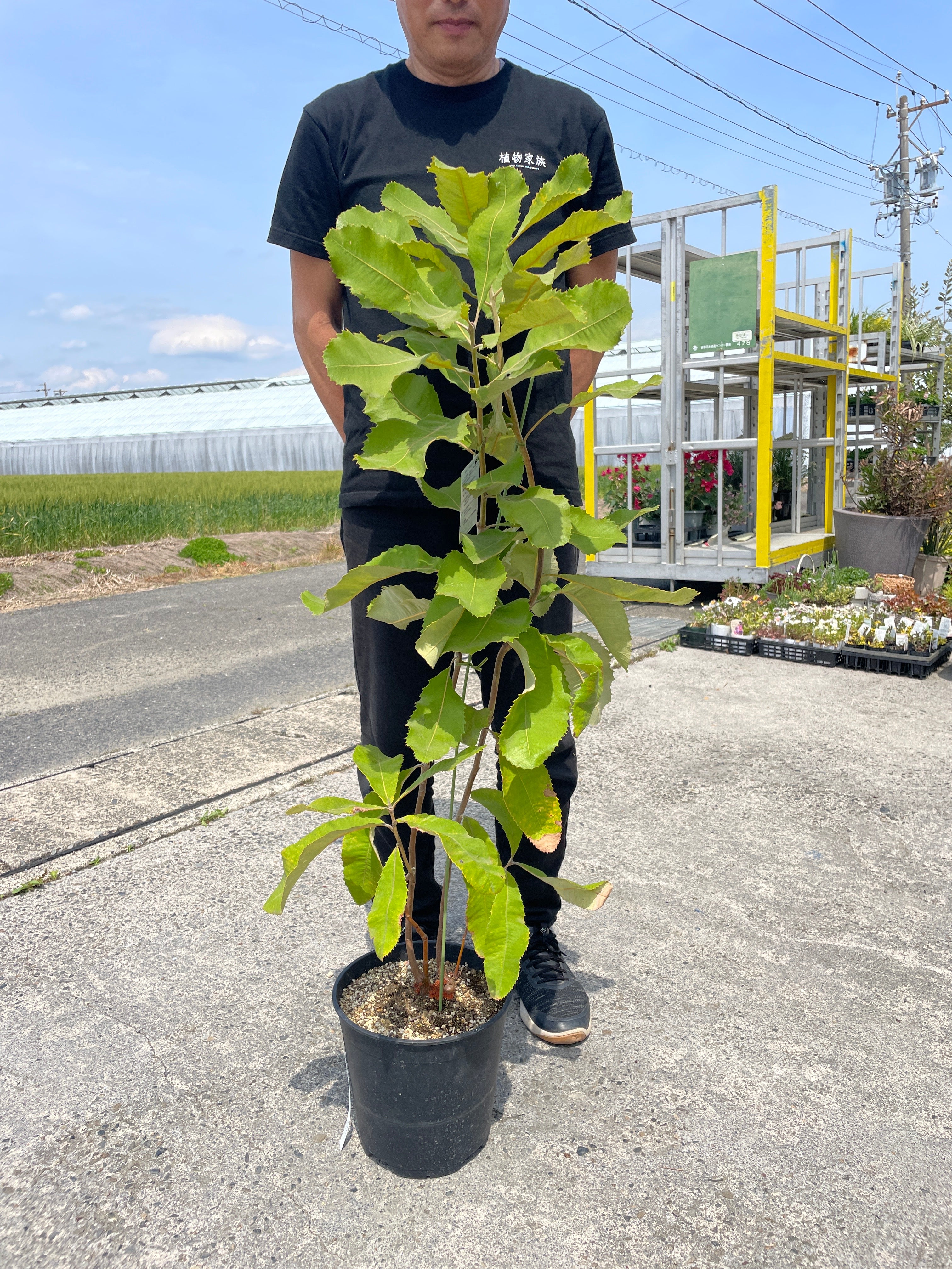 植木 美品 MACKINTOSH マッキントッシュ LUNAN LONG ノーカラーキルティング