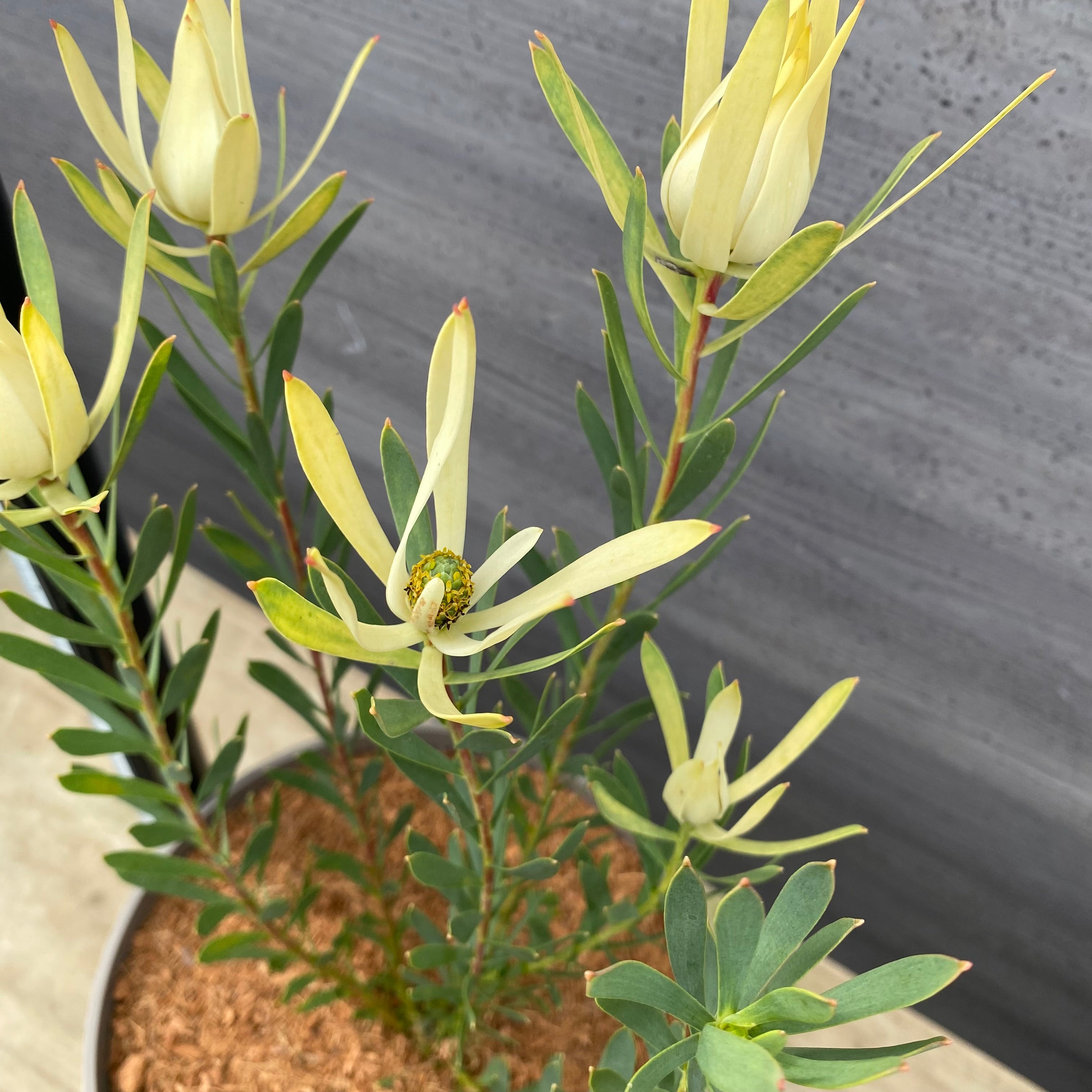 19027 リューカデンドロン イエローデビル 7号グレーポット 受皿付き