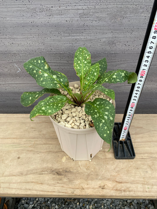 mon-b8l3m様売約★プルモナリア　ピンクブルー　6号スリット鉢/オリジナル色