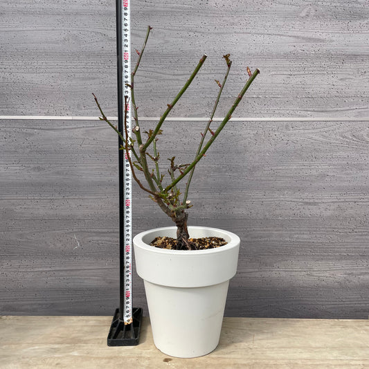 薔薇　レヴリ　7号おすすめ白ポット