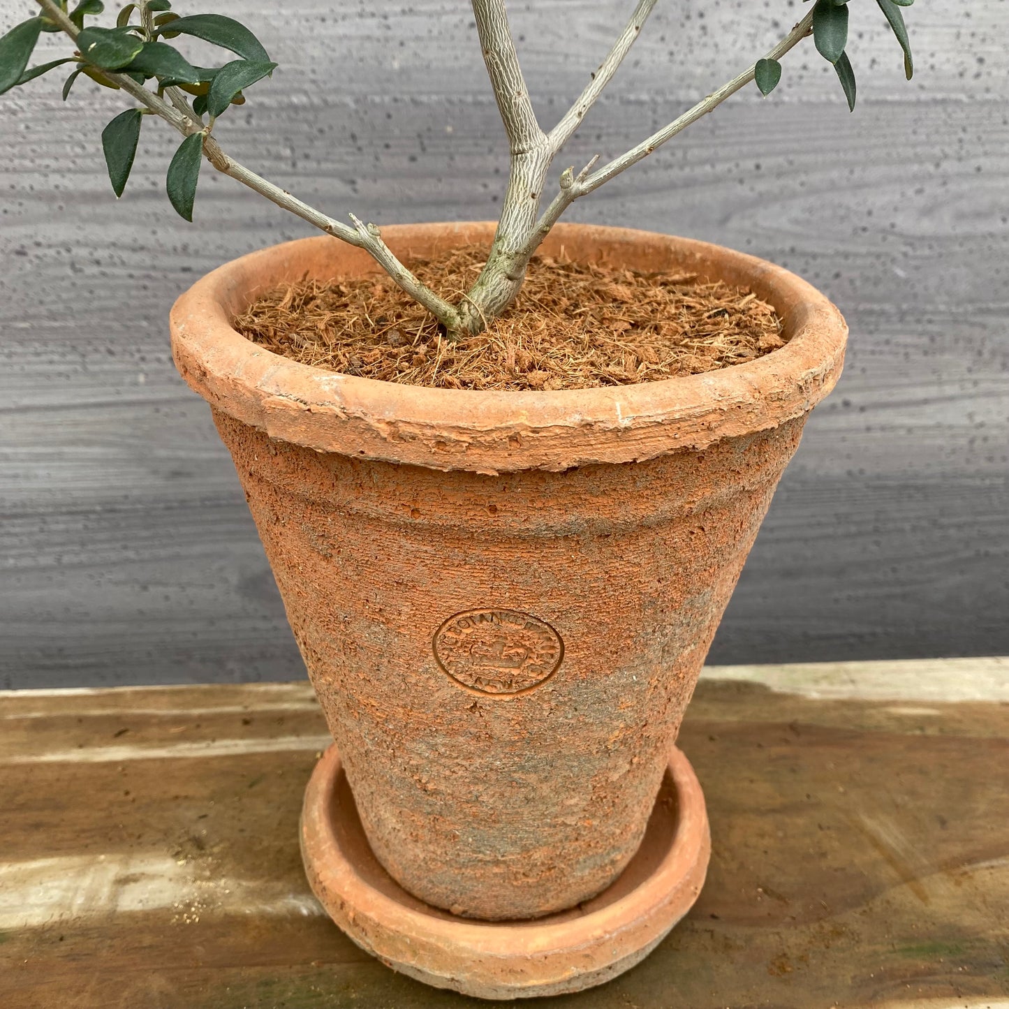 オリーブ　キューガーデンポットレッド