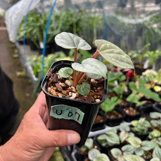 URBAN JUNGLE特集★U07　アンスリウム　ミニラクスリランス　2.5号鉢