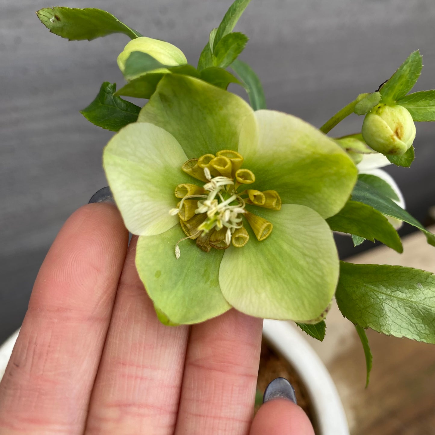 No.12040　クリスマスローズ　花郷園さんオリジナル5号陶器鉢