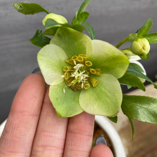 No.12040　クリスマスローズ　花郷園さんオリジナル5号陶器鉢