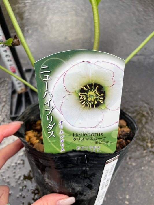 M30　クリスマスローズ　糸ピコティ　4.5号苗ポット