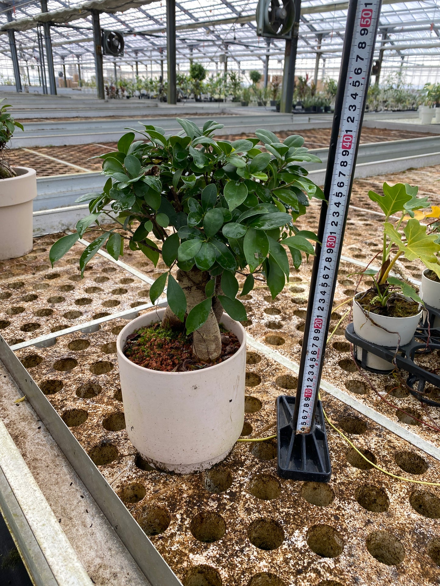 農場創業祭 No.26161　ガジュマル　陶器鉢