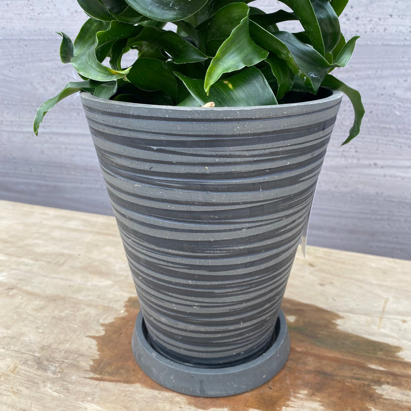 No.1306　ドラセナ　トルネード　5号鉢　黒ポット　受け皿付き