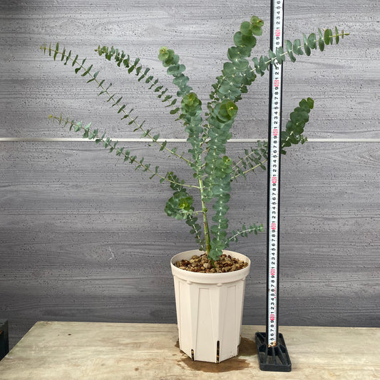 ユーカリ　銀世界　６号スリット鉢/オリジナル色