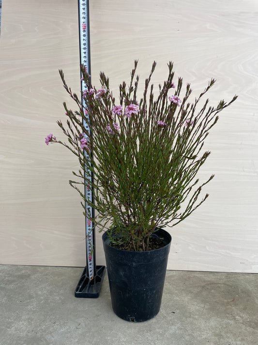 ピメレア フォーシーズンズ 5号鉢