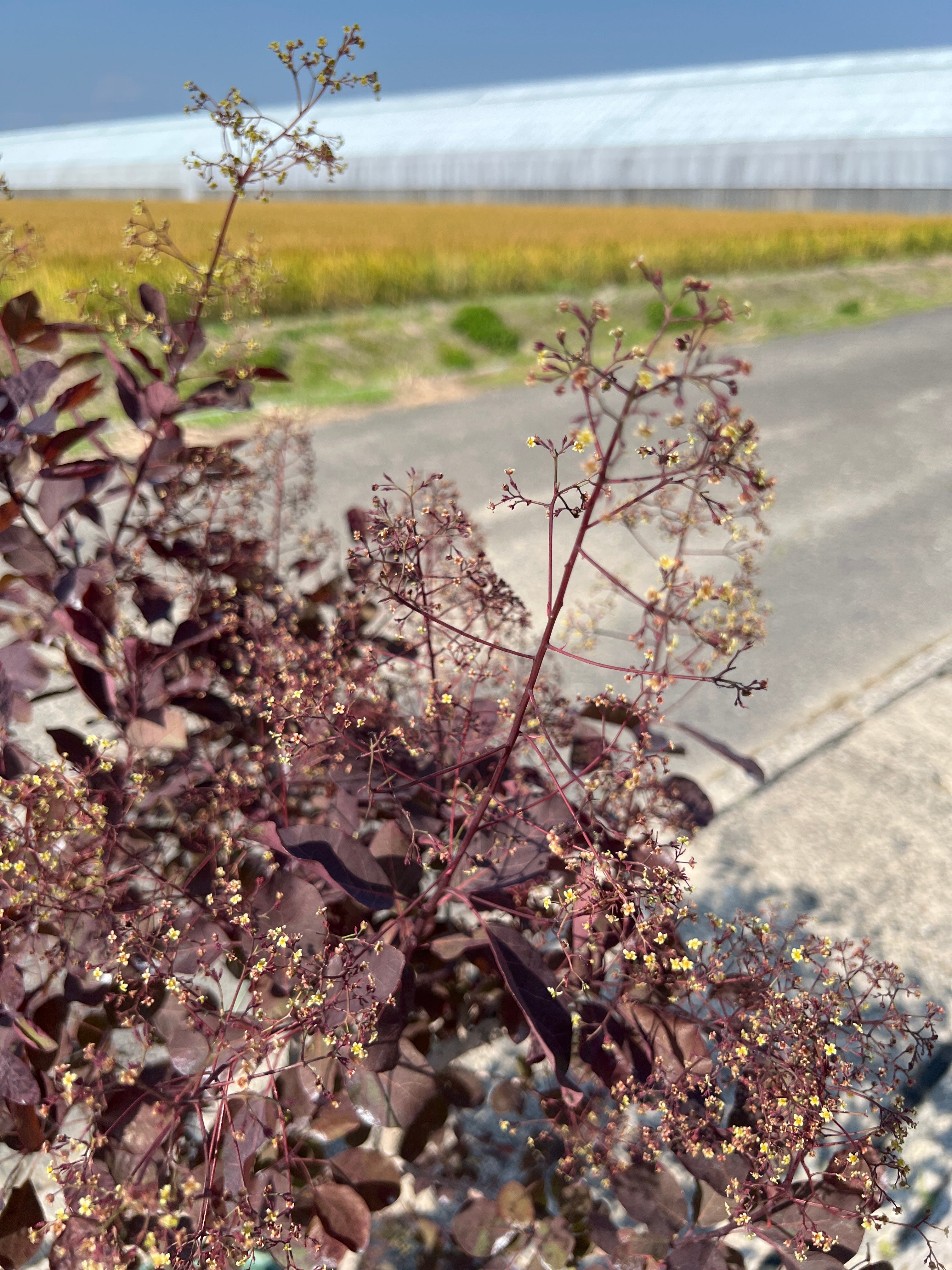 No.15019 岡本緑花 スモークツリー ダスキーメイデン 8号鉢 – 植物家族