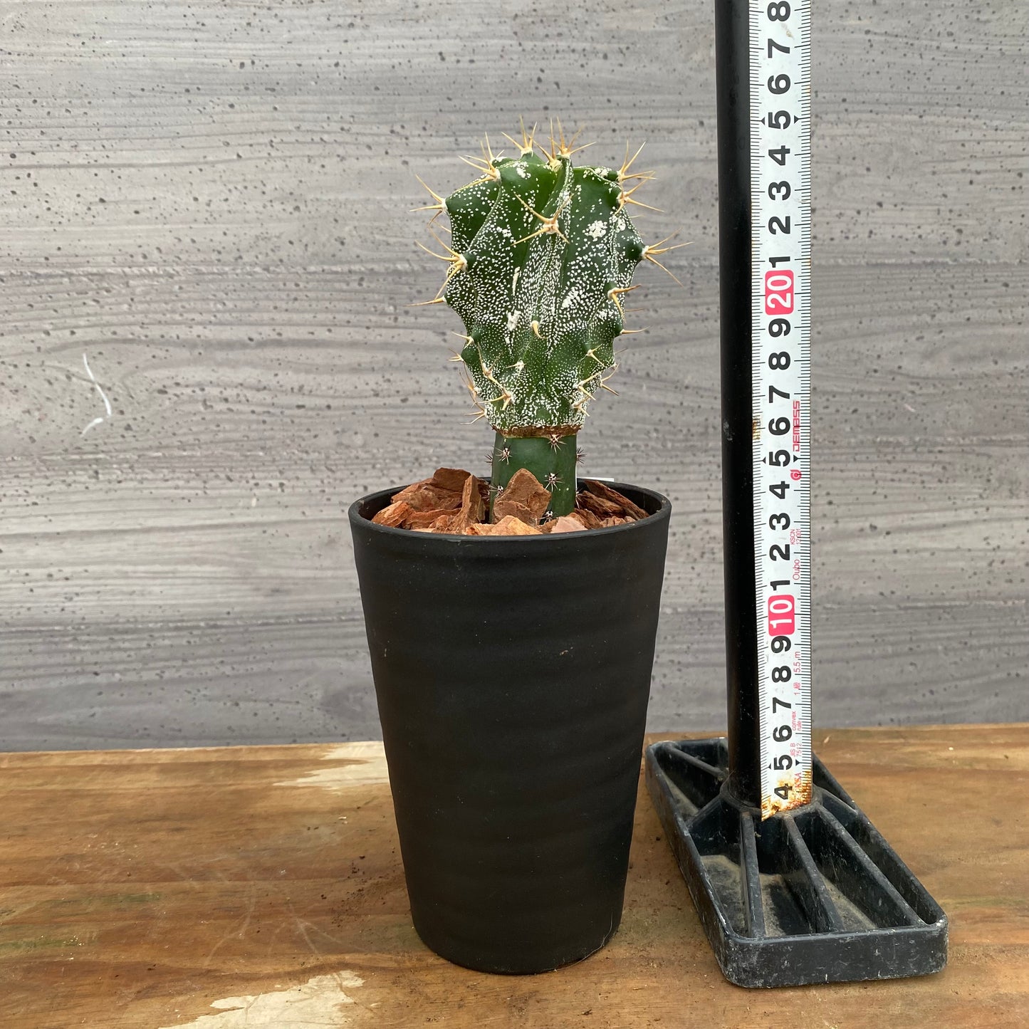 市場仕入れ即売会　No.25061　サボテン接ぎ木G　3号鉢