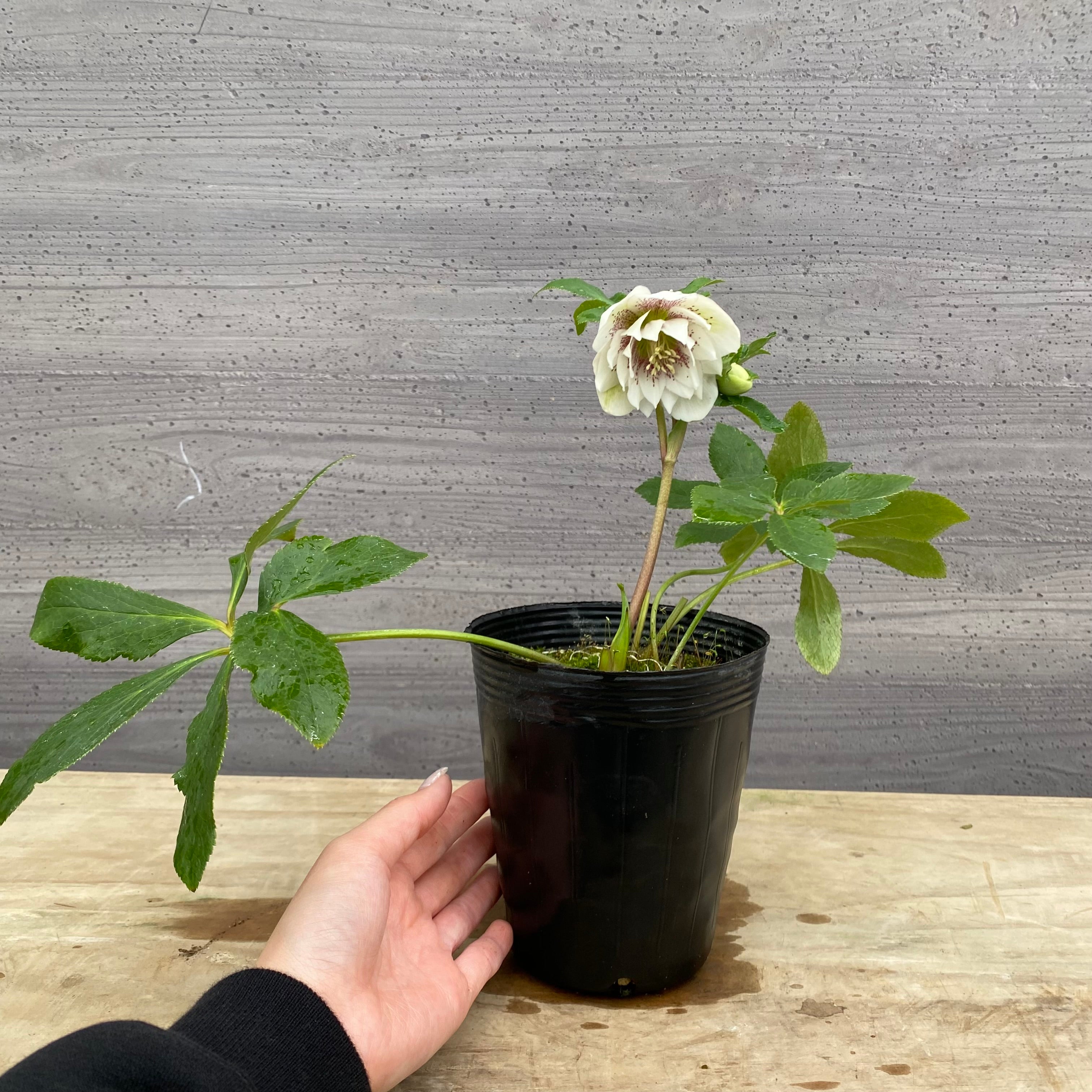 Pickup 全ての商品 – 植物家族