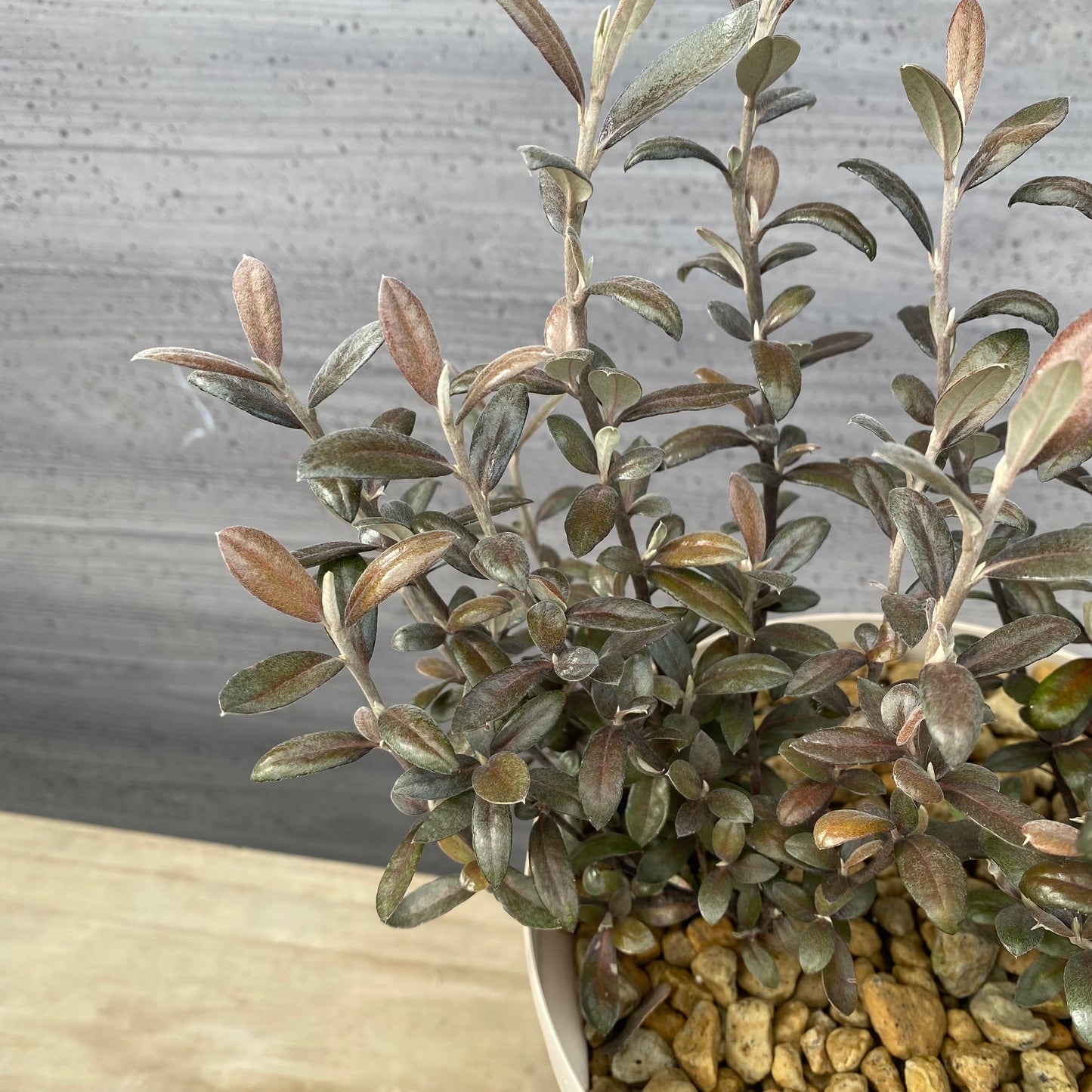 コロキア　フロステッドチョコレート　６号スリット鉢/オリジナル色