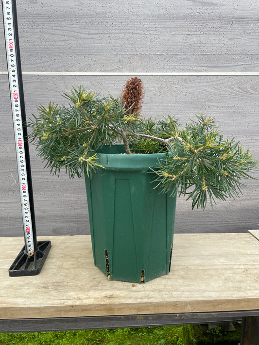 No.26015　バンクシア　バースデーキャンドル　8号鉢