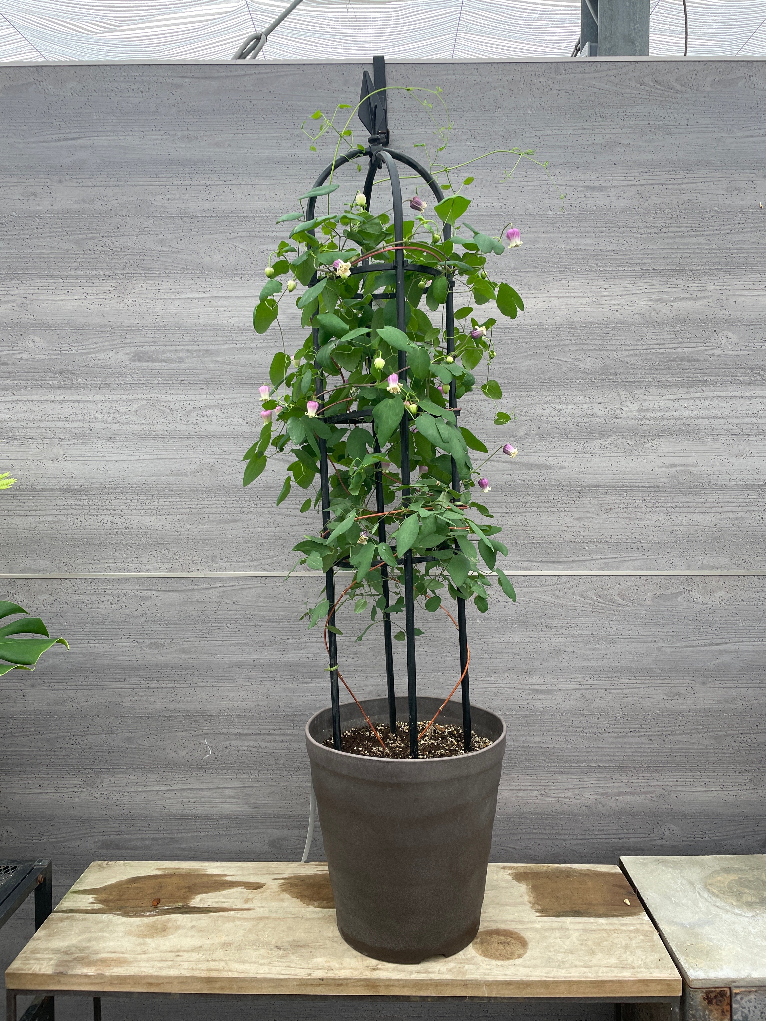 Pickup 全ての商品 – 植物家族