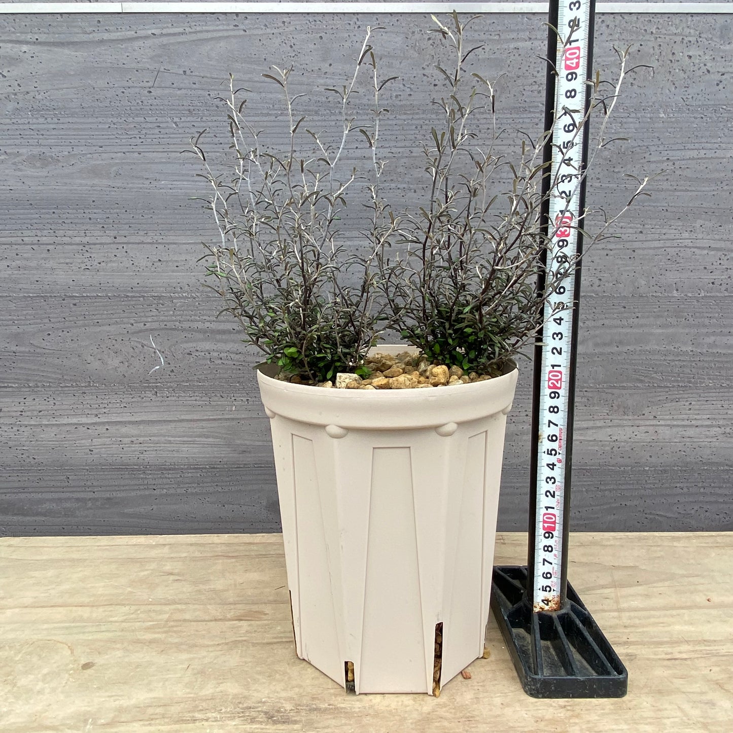 コロキア　コトネアスター　6号スリット鉢/オリジナル色