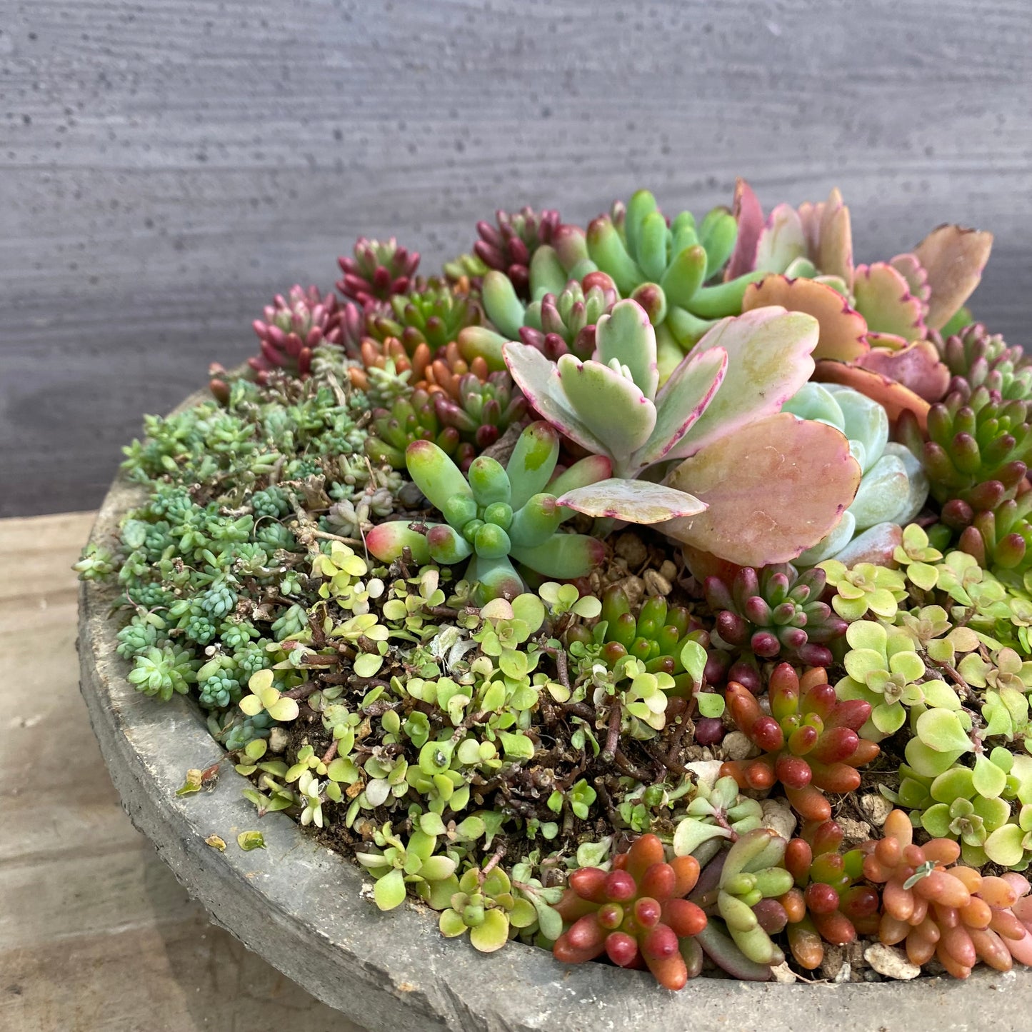 寄せ植えI　キューガーデンポット