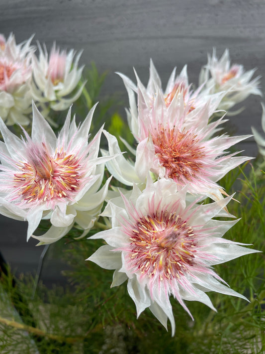 No.10008　セルリア　フロリダ　スパーブブラッシュ　7号鉢