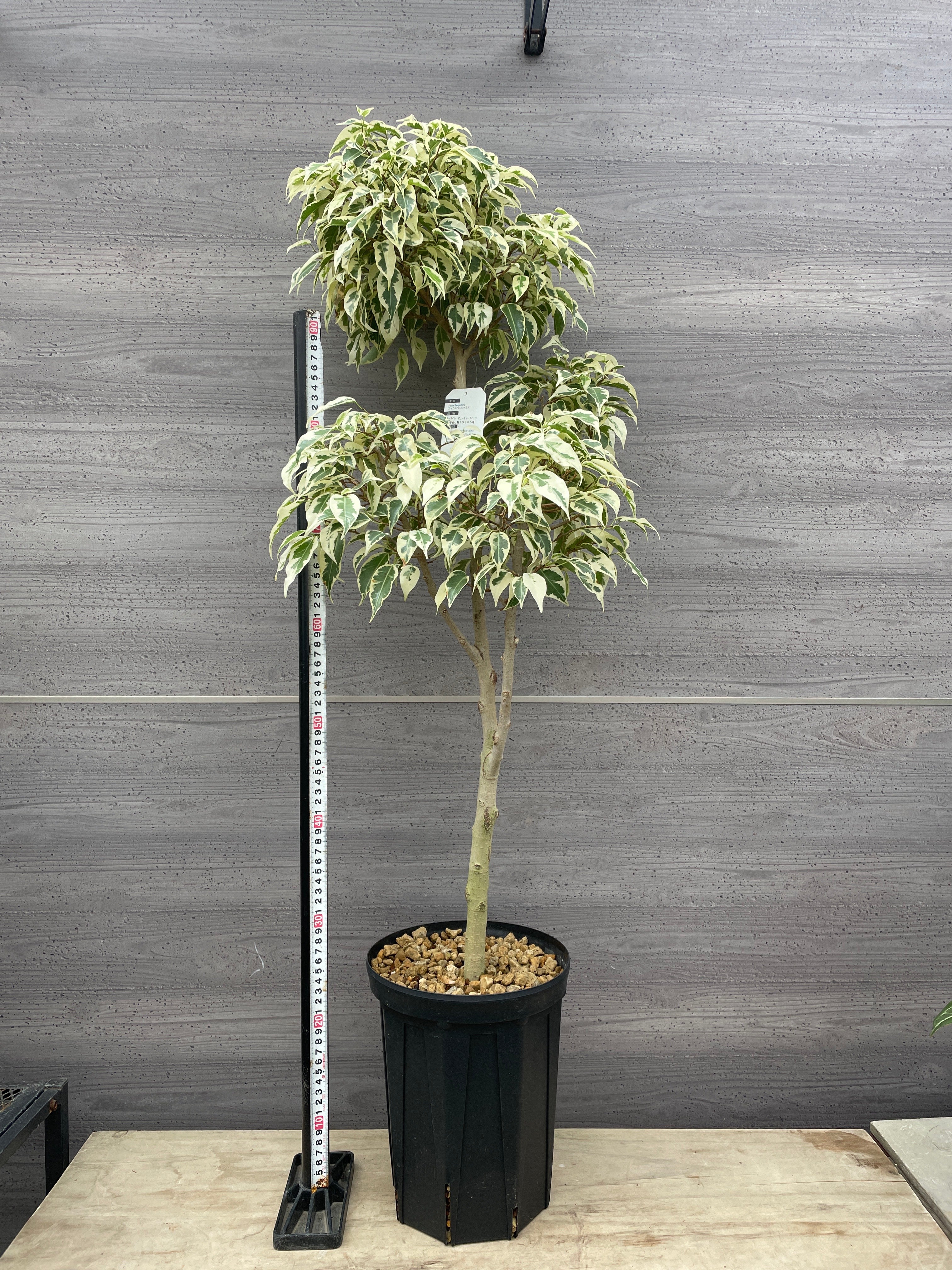 Pickup 全ての商品 – 植物家族