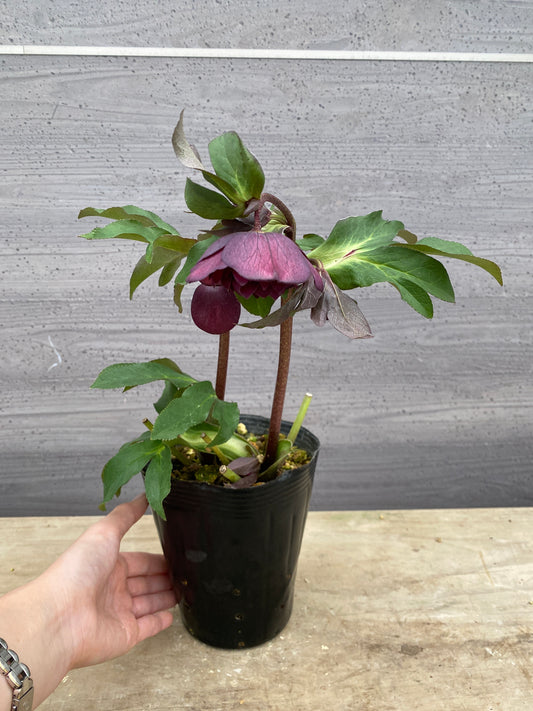 No.05112　横山園芸★クリスマスローズ　プリマドレス　5号苗ポット