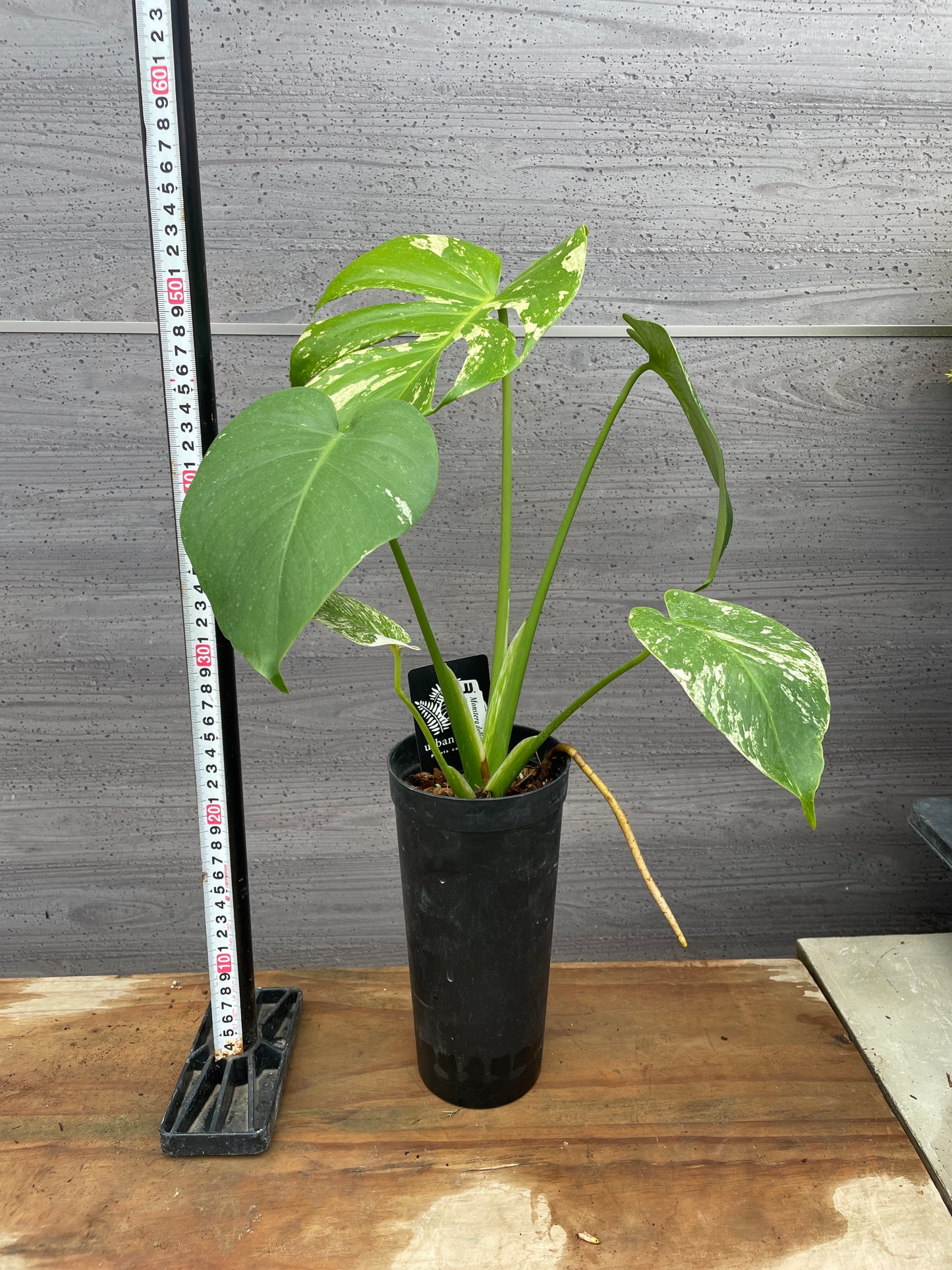 ホワイトモンステラ　3.5号ロングポット