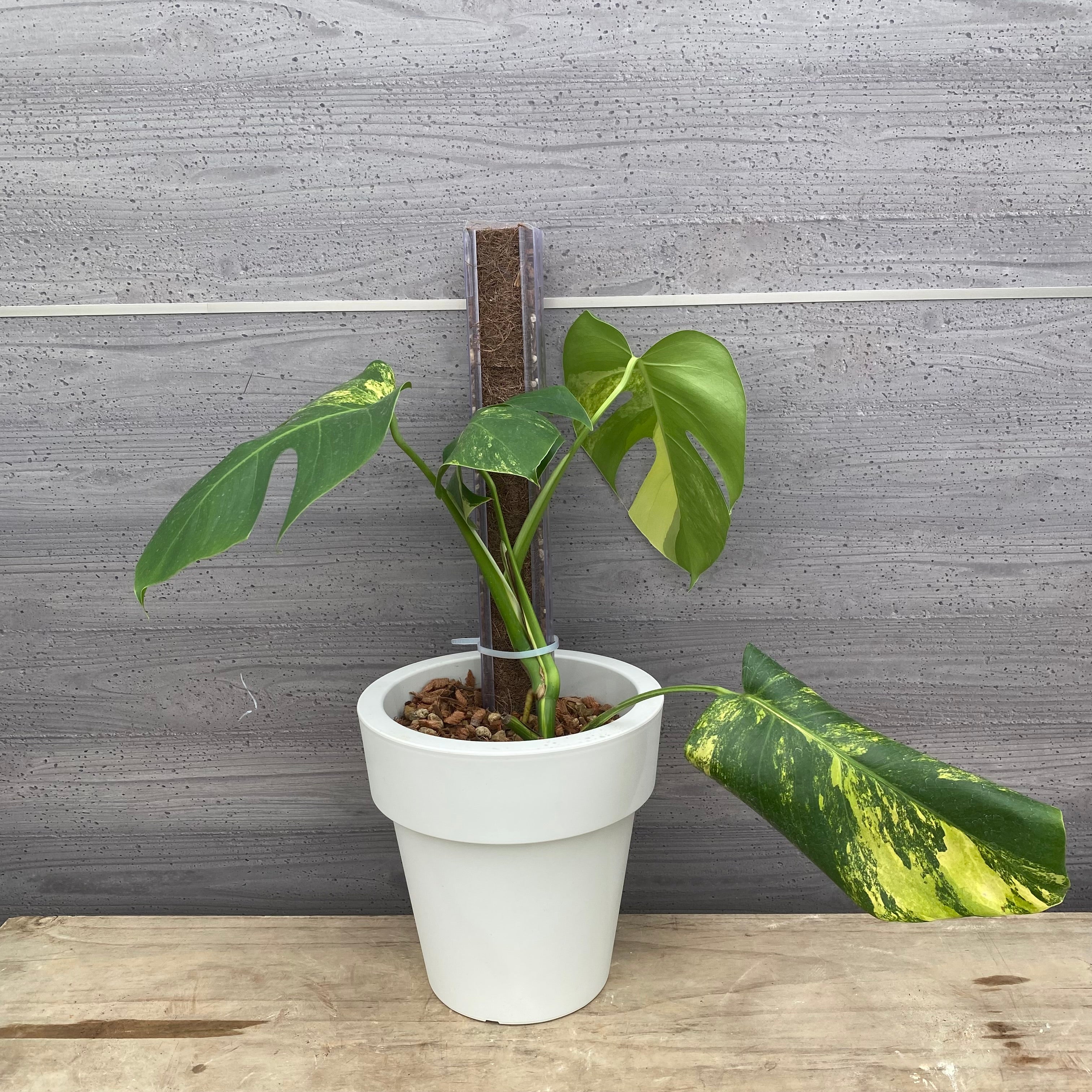 Pickup 全ての商品 – 植物家族