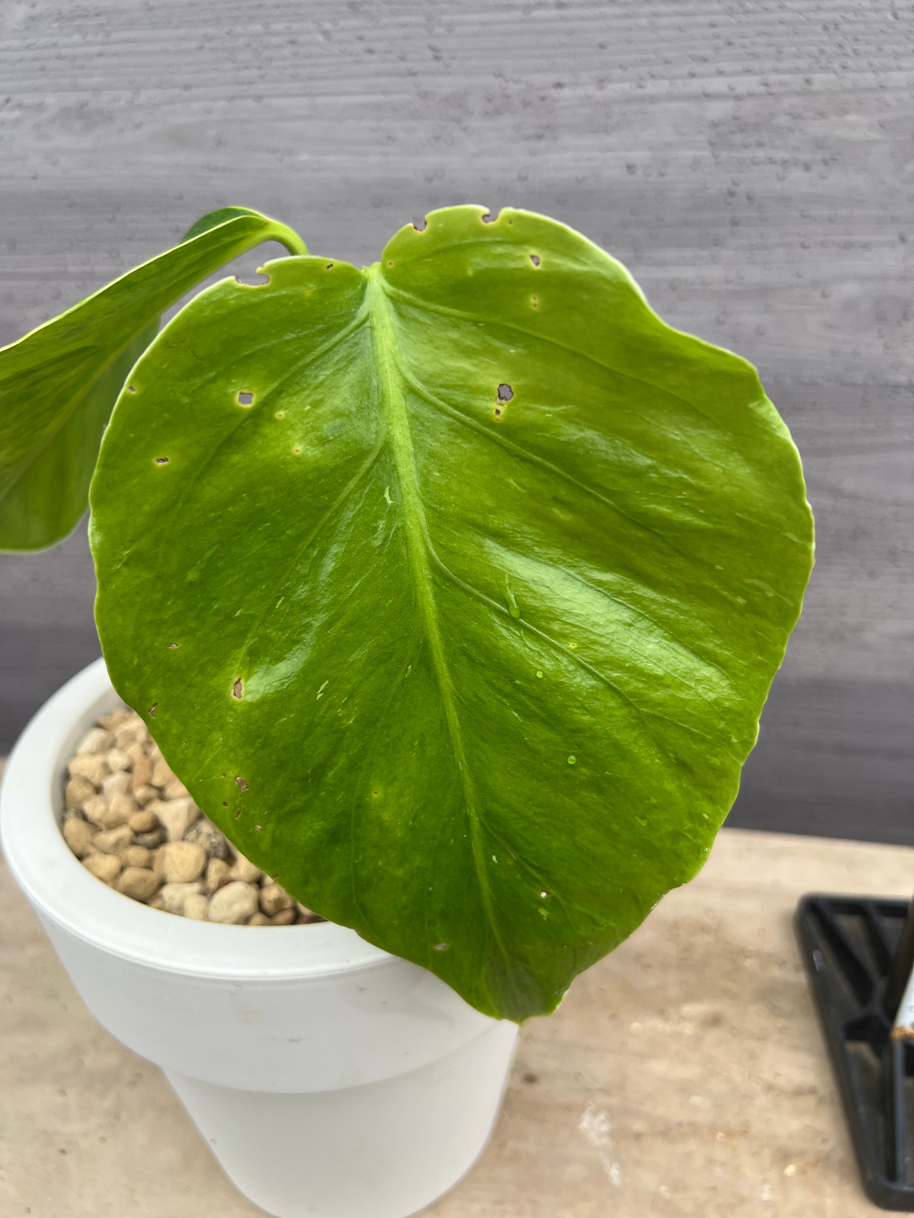 モンステラオーレア観葉植物 モンステラ ボルシギアナ オーレア 4号 個体D(現品)｜芳樹園