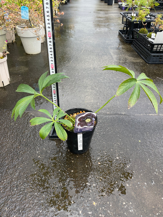 M35　クリスマスローズ　ブラック八重　4.5号苗ポット