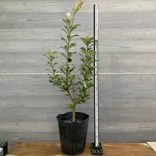 市場仕入れ即売会　No.25081　バンクシア　セイラ　7号苗ポット