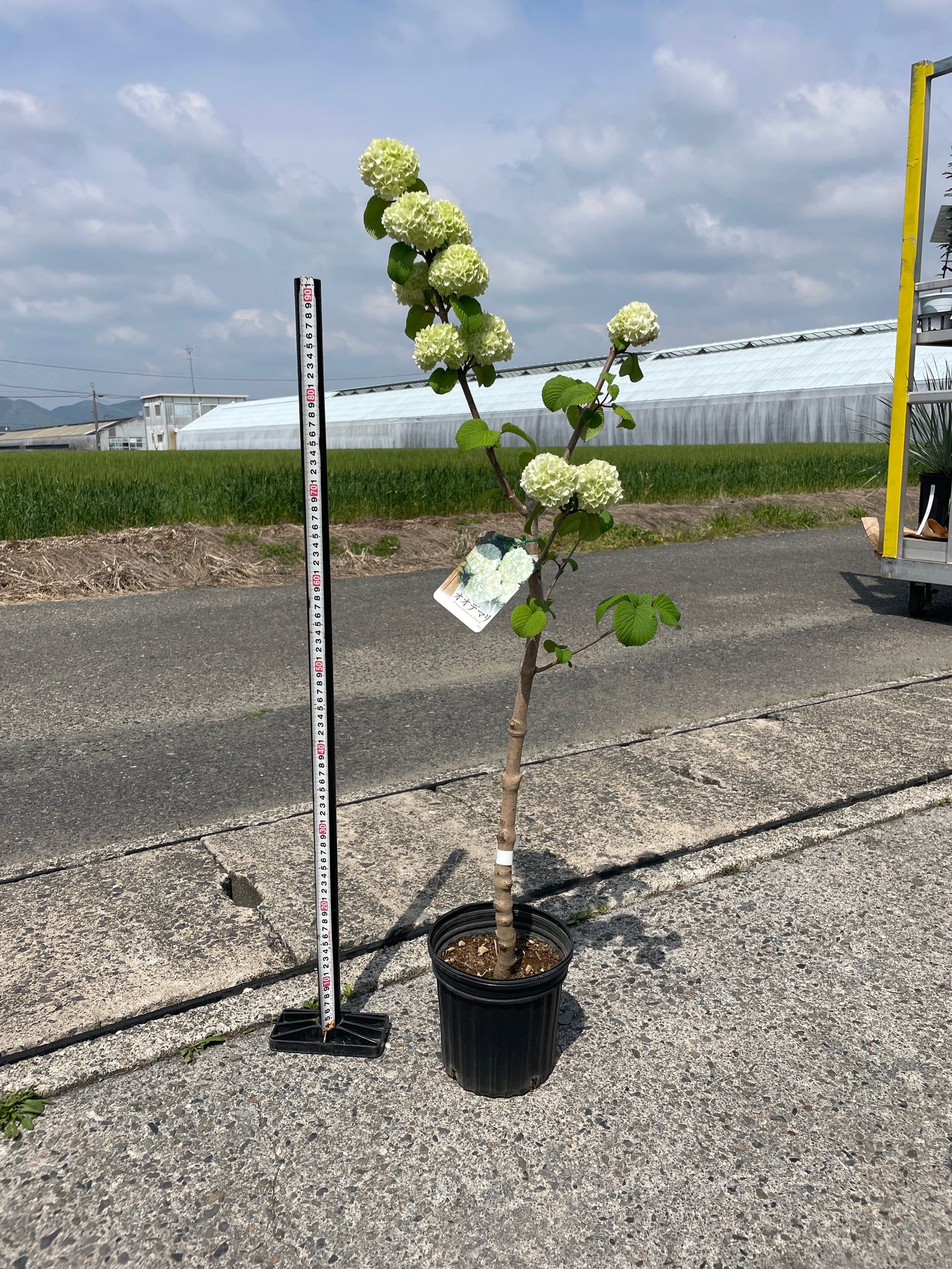 No.17004　オオテマリ　6号鉢