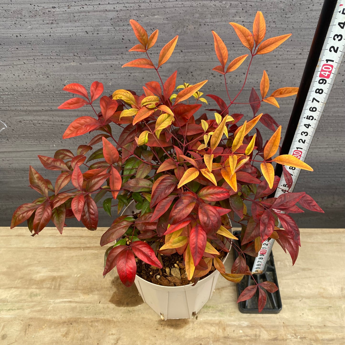 オタフクナンテン　5号スリット鉢/オリジナル色