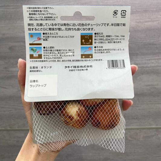 チューリップ　球根　シャイニーブルー