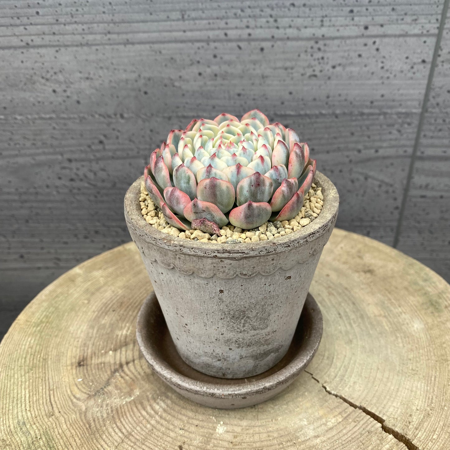 エケベリア　ホワイトミニマ錦　BERGS ヘレナ8.5