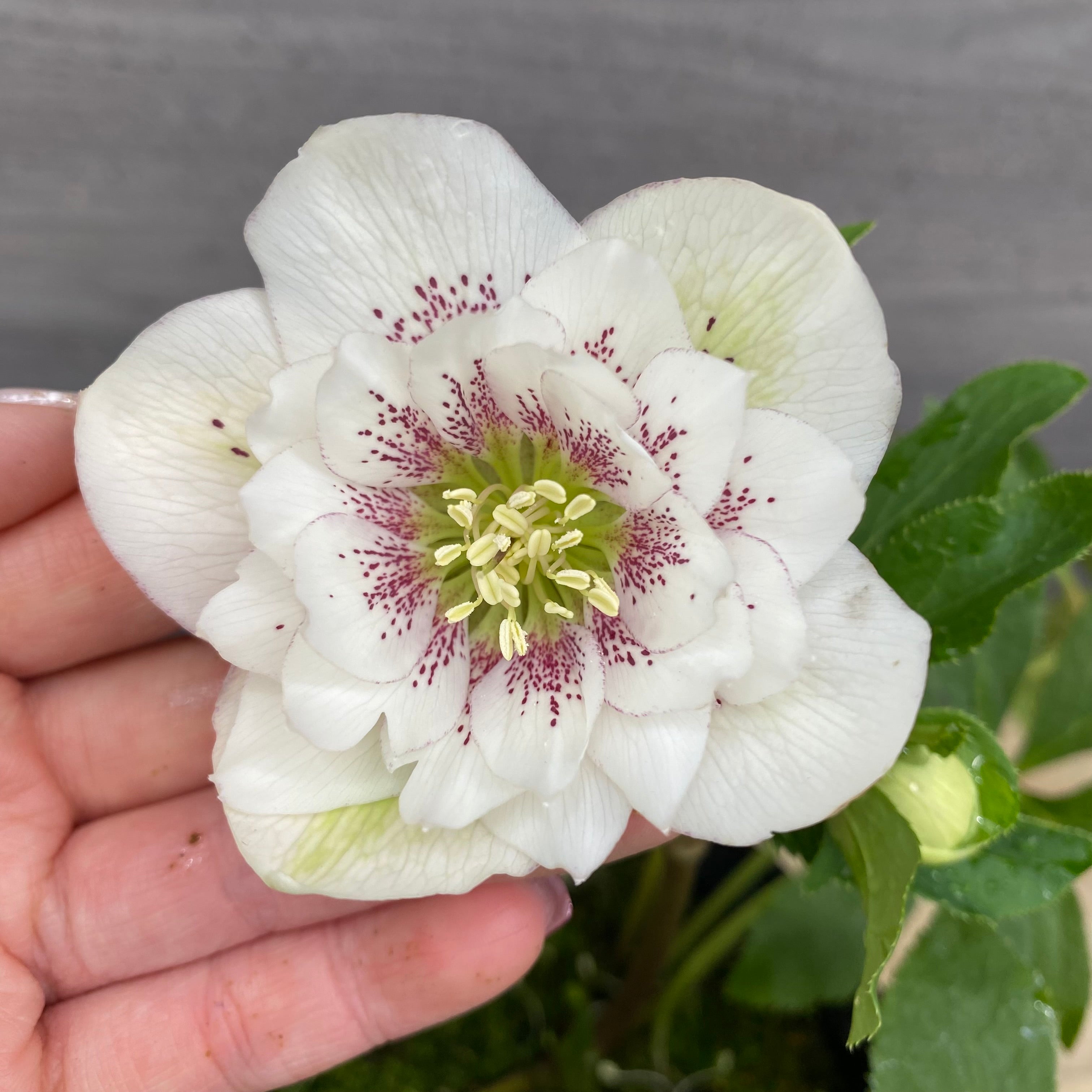 即売会 No.27088 クリスマスローズ ダブル咲き 4号苗ポット – 植物家族