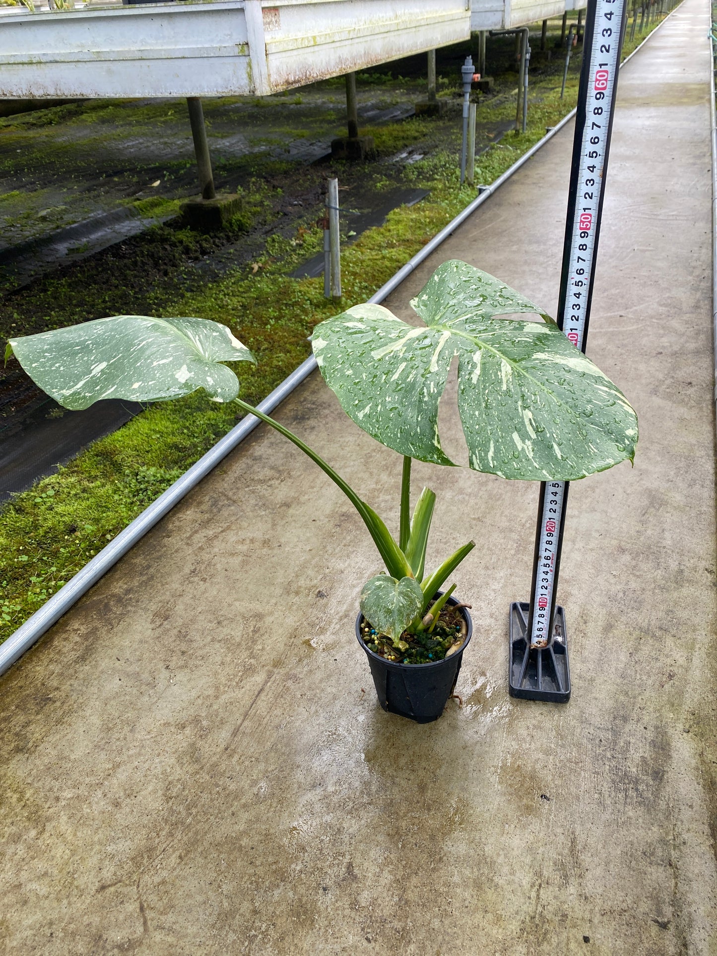 農場創業祭 No.26168　モンステラ　タイコンステレーション　3号鉢