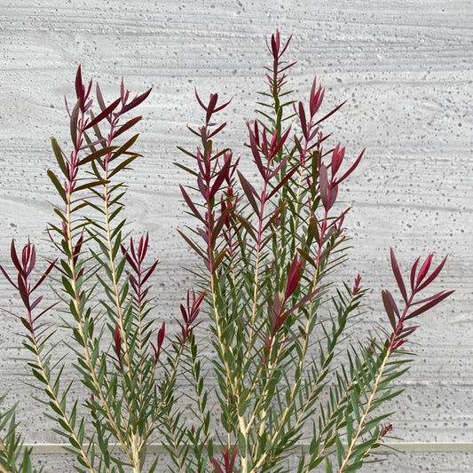 メラレウカ　レッドジェム　７号スリット鉢/オリジナル色