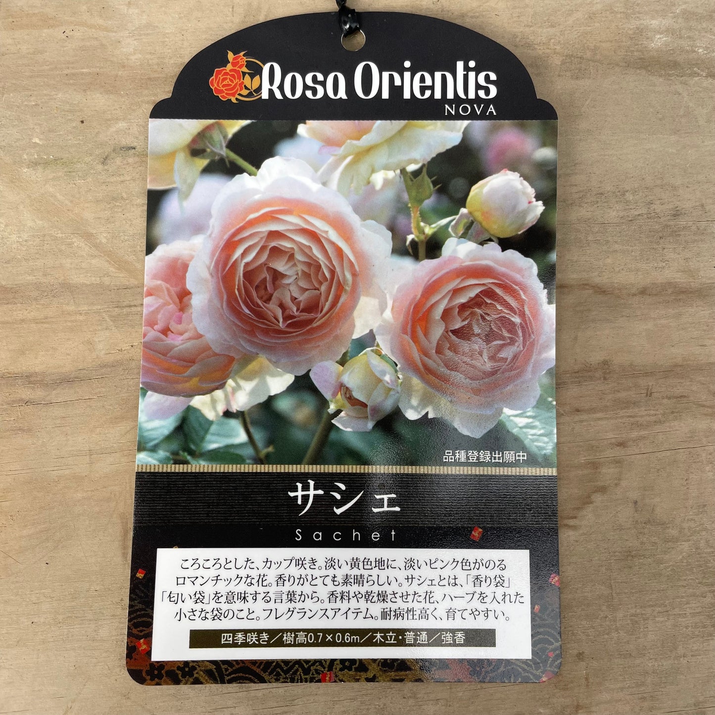 薔薇　サシェ　7号おすすめ白ポット　NOVA