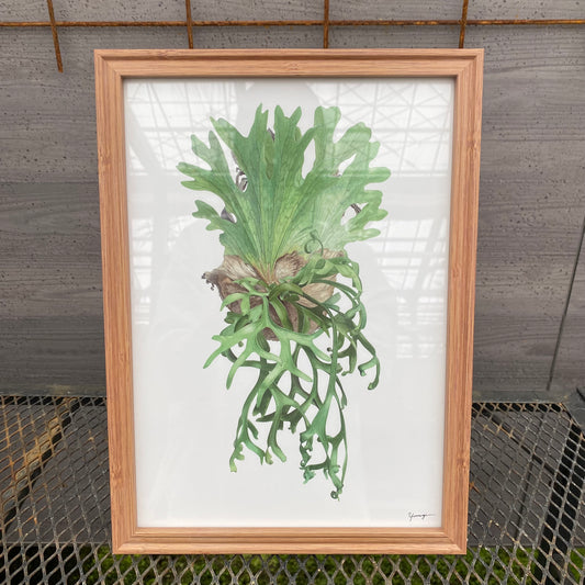 ボタニカルアートフレーム コウモリランB