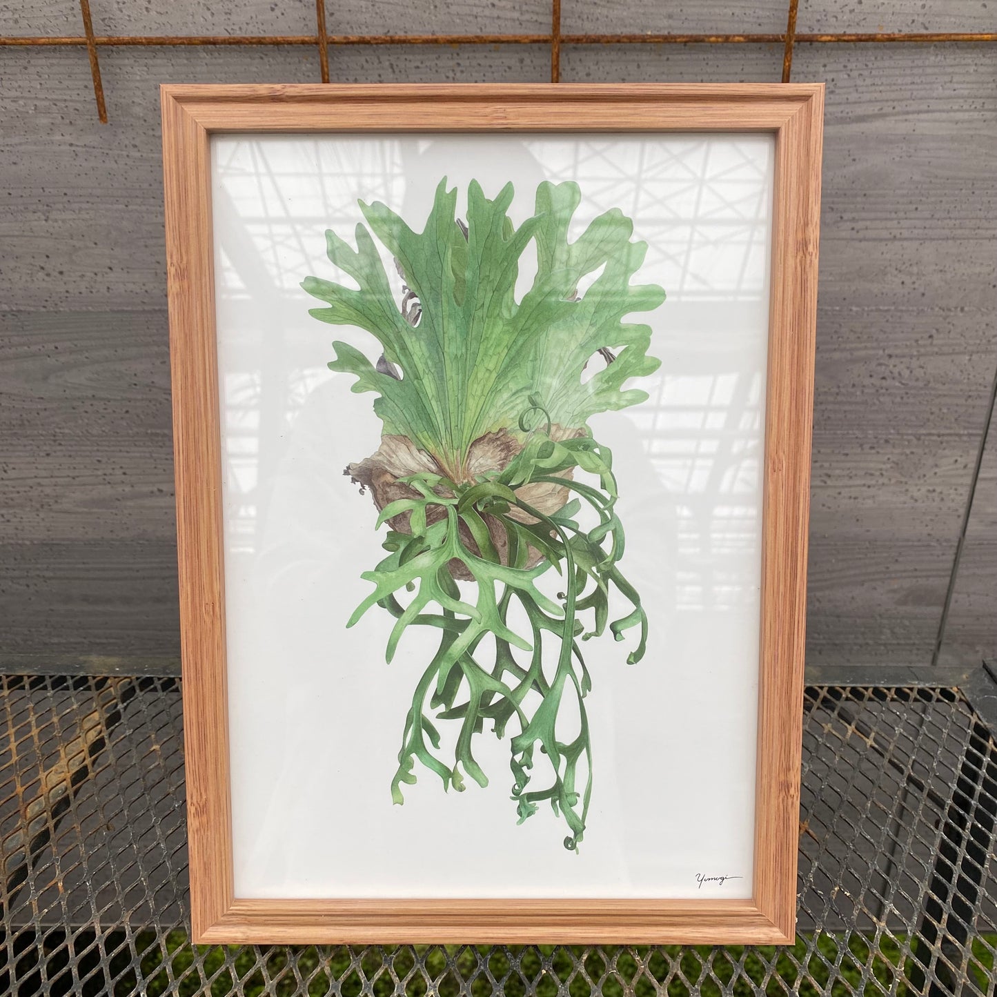 ボタニカルアートフレーム　コウモリランB