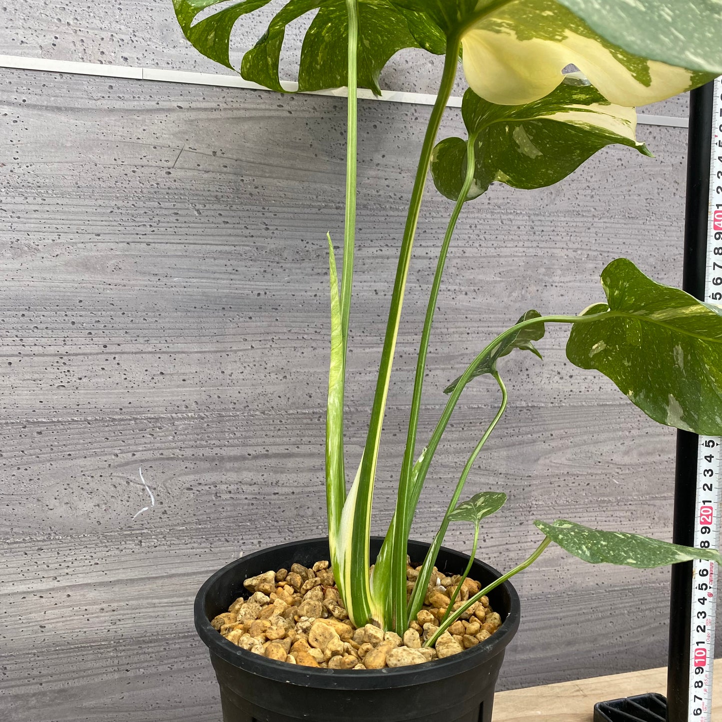 モンステラ　タイコンステレーション　No.2　黒ポット