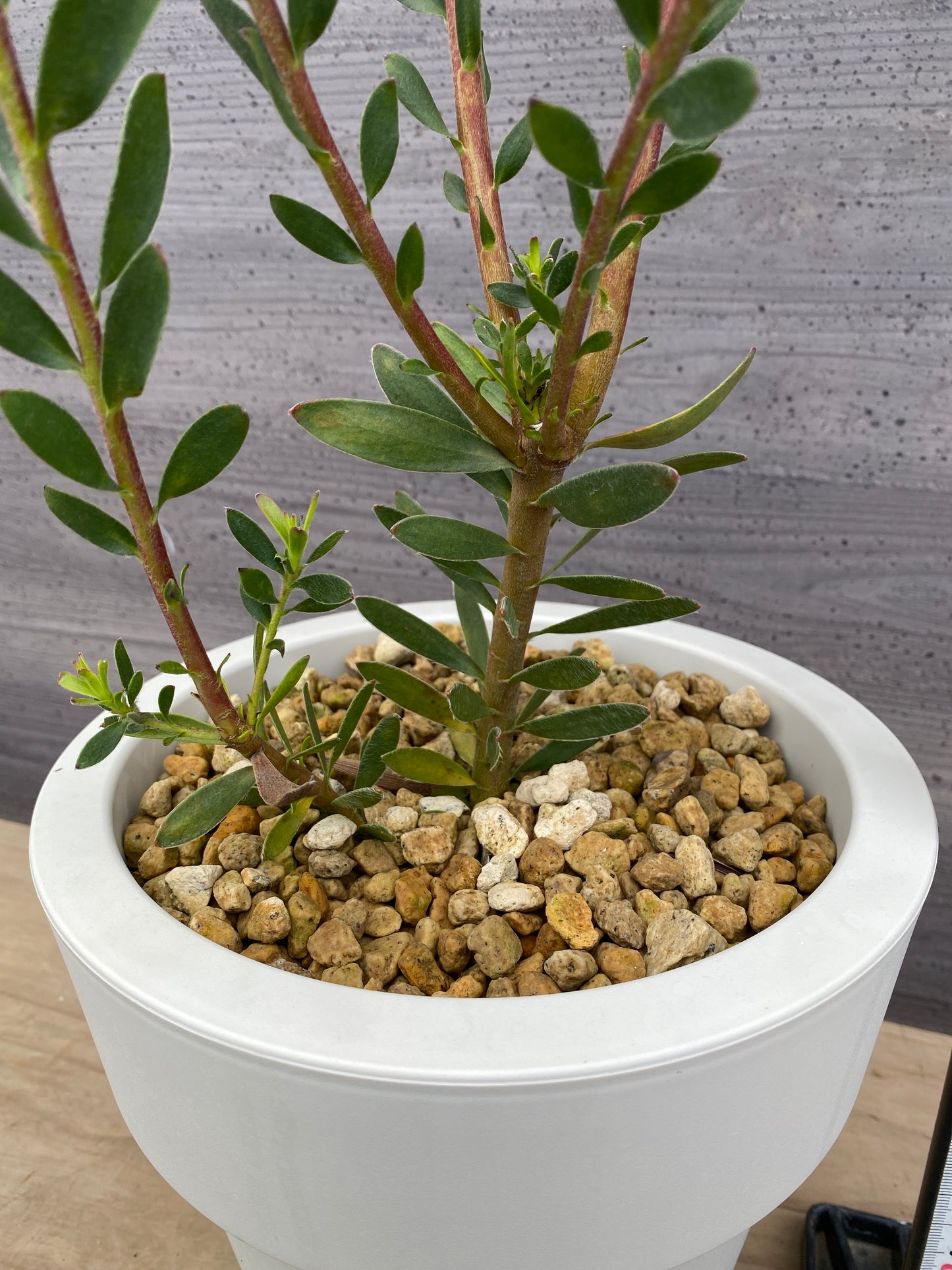 リュウカデンドロン　サファリサンセット　7号おすすめ白ポット