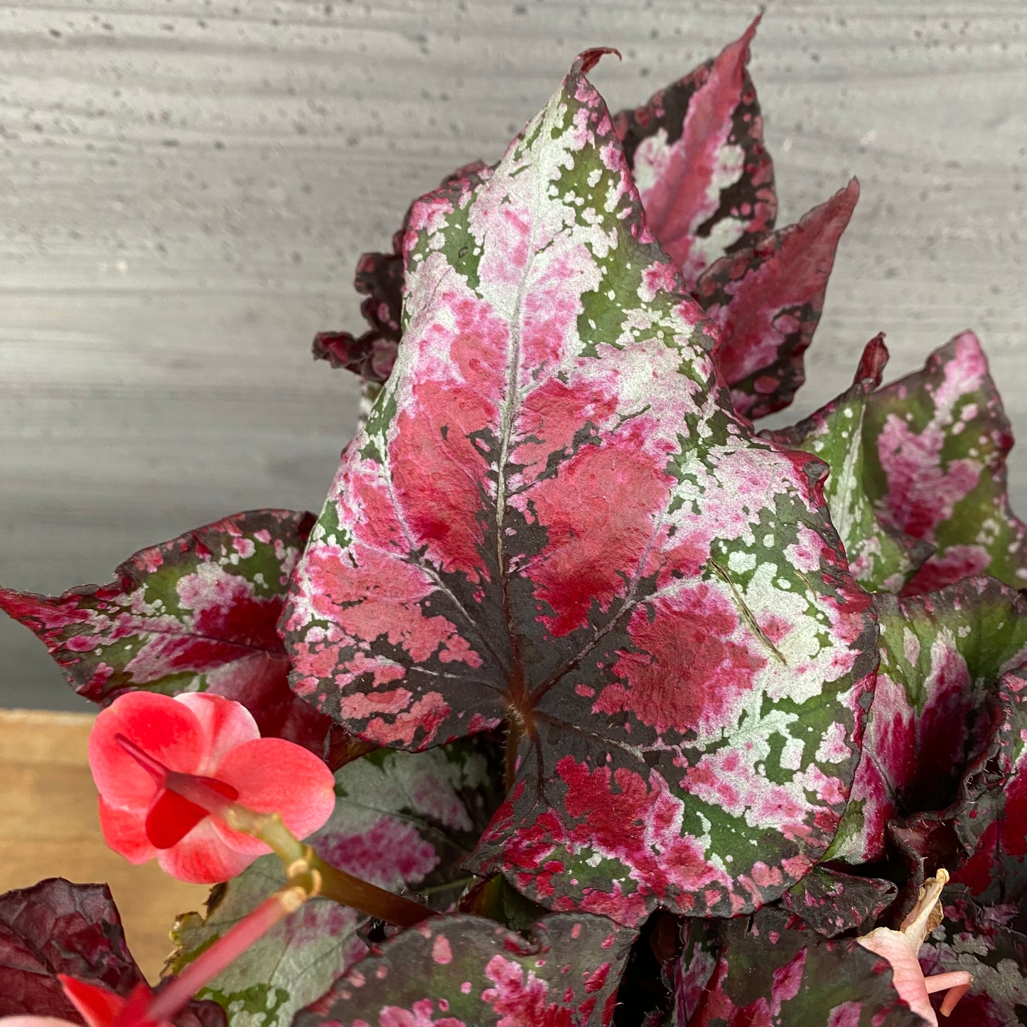 市場仕入れ即売会　No.25012　レックスベゴニア　エンバー　4号鉢