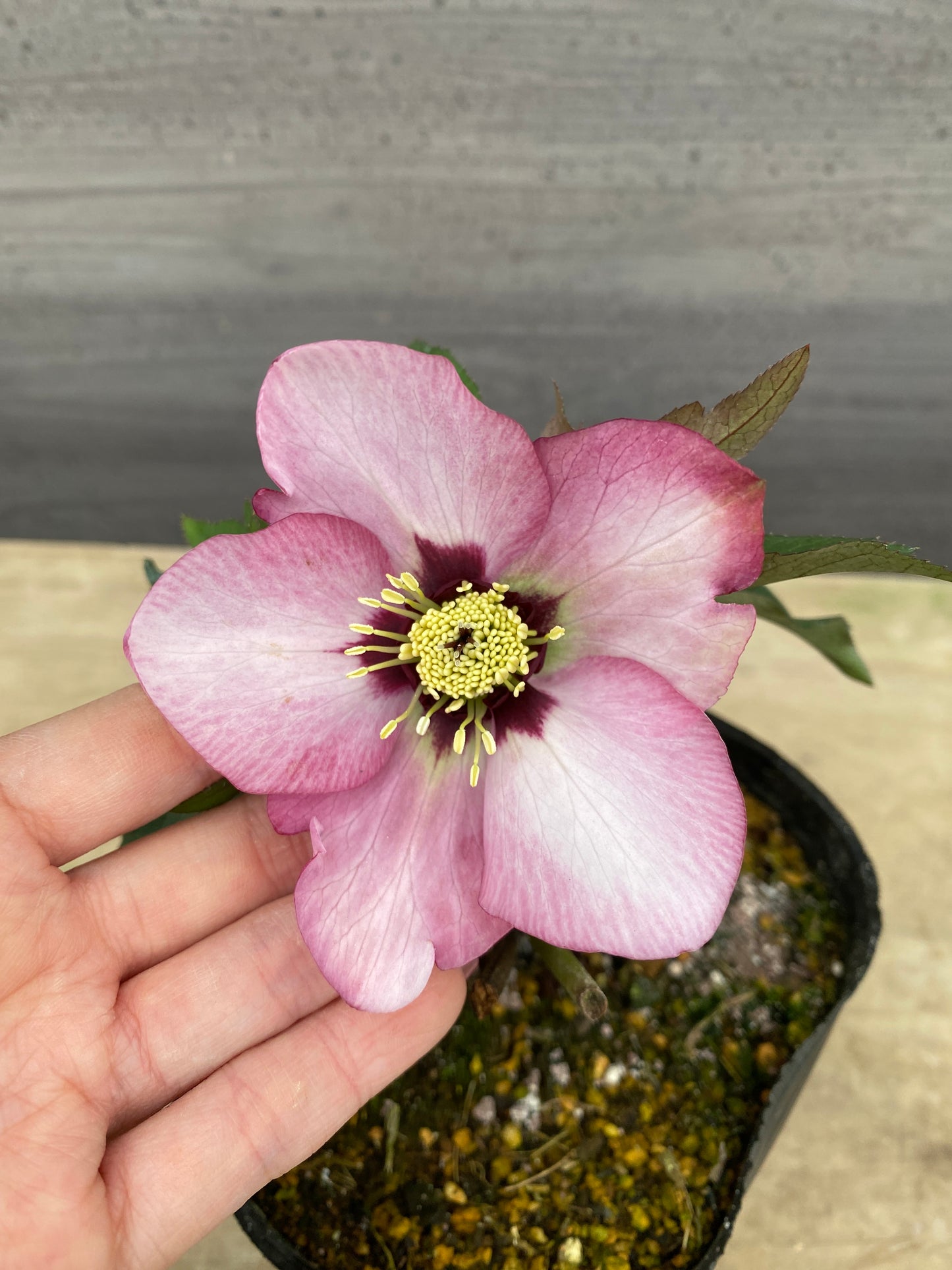 No.05085　横山園芸★クリスマスローズ　シングル咲き　5号苗ポット