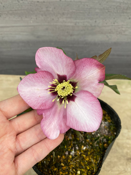 No.05085　横山園芸★クリスマスローズ　シングル咲き　5号苗ポット