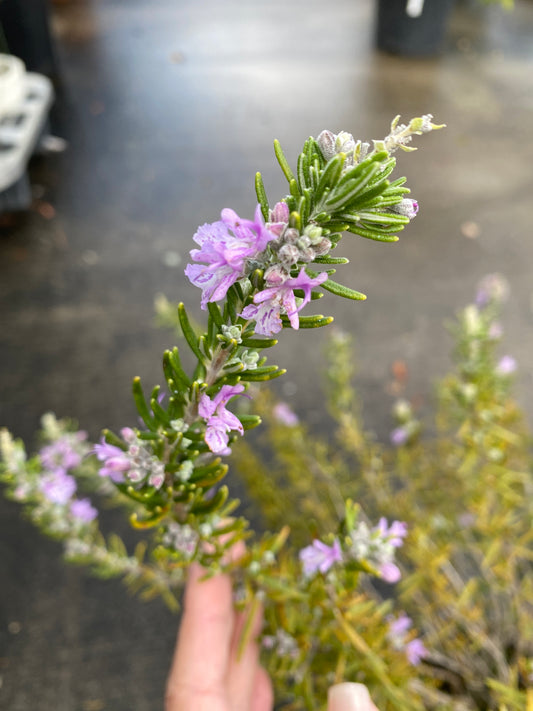 農場創業祭 No.26068　ローズマリー　6号スリット鉢/オリジナル色