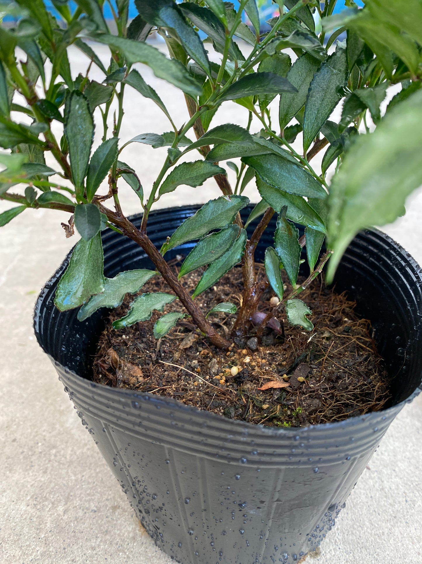 岡本緑花特集　ヒサカキ　ブルームーン　5号苗ポット