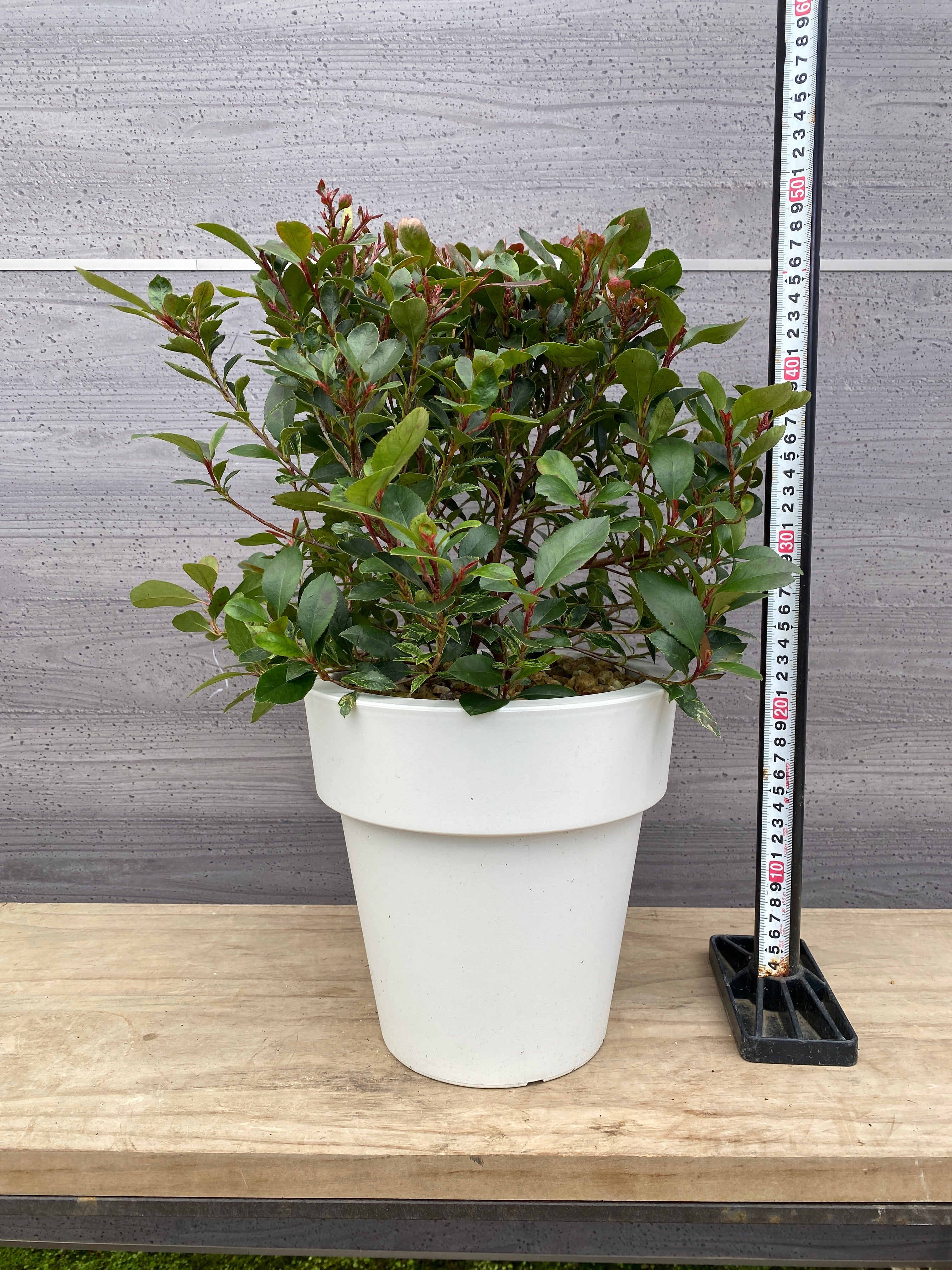 Pickup 全ての商品 – 植物家族