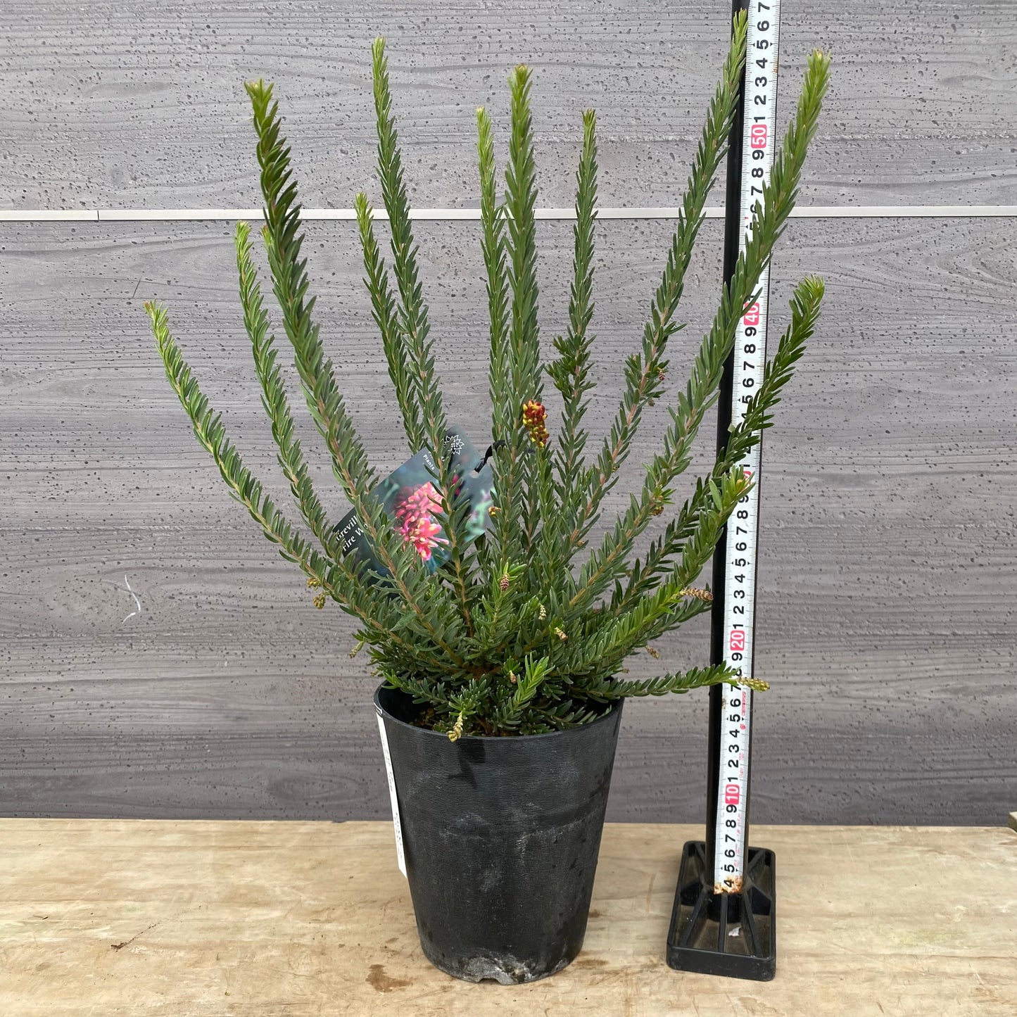 No.30025　グレヴィレア　ファイヤーワークス　5号鉢