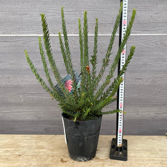 No.30025　グレヴィレア　ファイヤーワークス　5号鉢